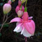 jardin des fleurs