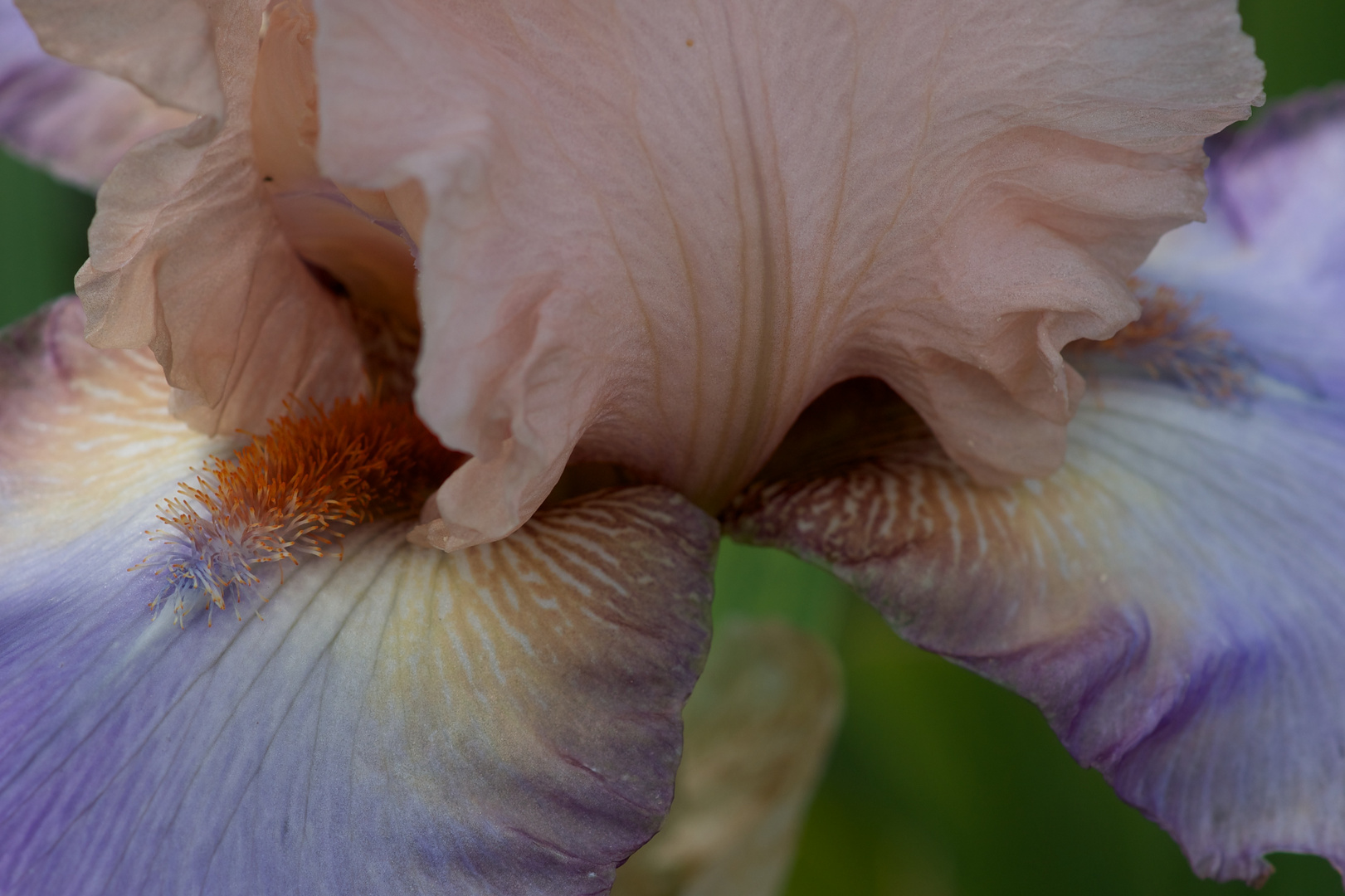 Jardin des Iris