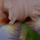 Jardin des Iris