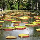 Jardin des Pamplemousses