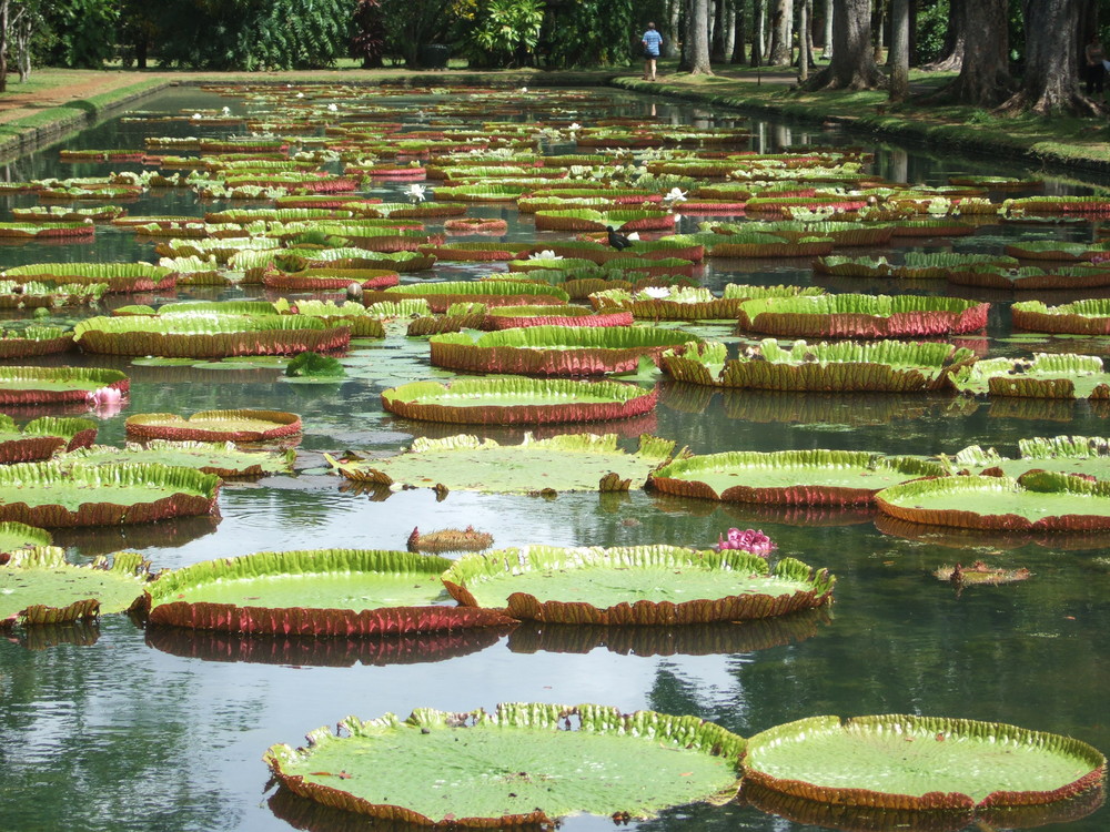 Jardin des Pamplemousses - das bekannteste Motiv dort..