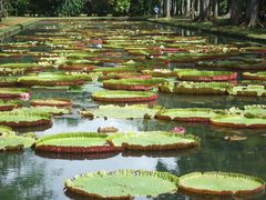 Jardin des Pamplemousses - das bekannteste Motiv dort..