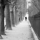 jardin des plantes