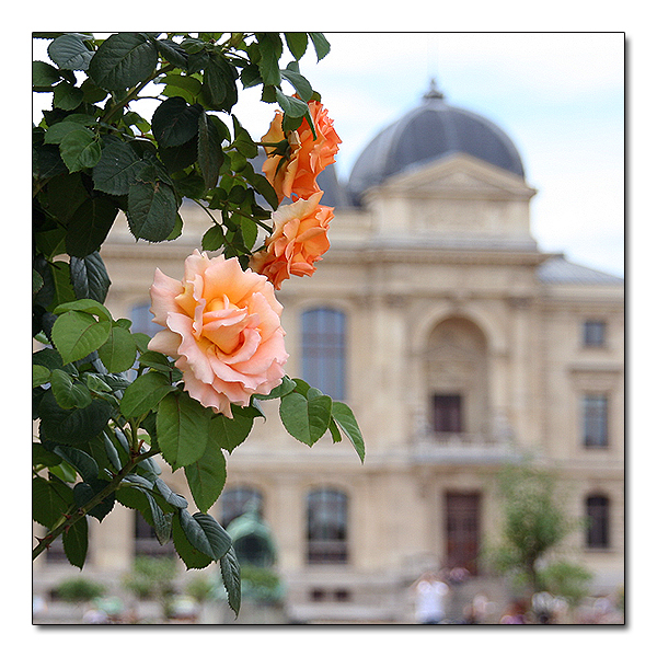 Jardin des plantes