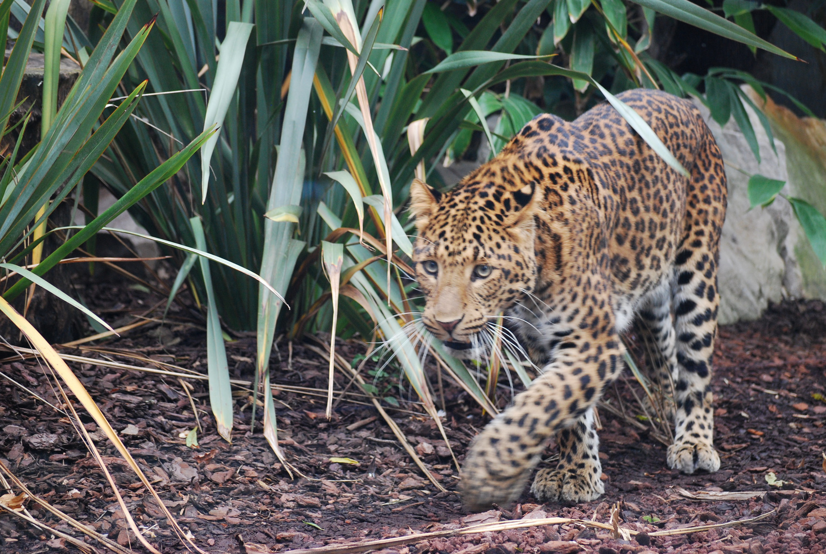 Jardin des Plantes / Raubkatze