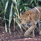 Jardin des Plantes / Raubkatze