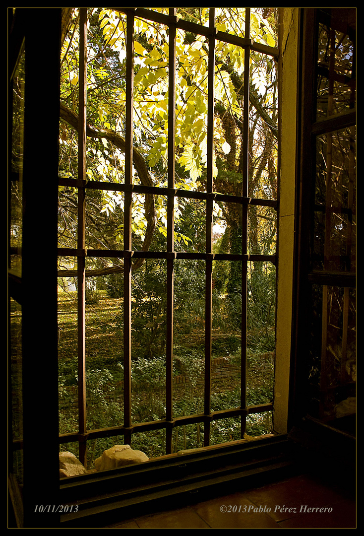 Jardín desde mi ventana