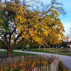 Jardin d'hiver