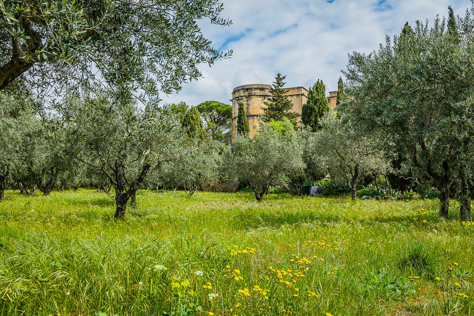 jardin d'olives