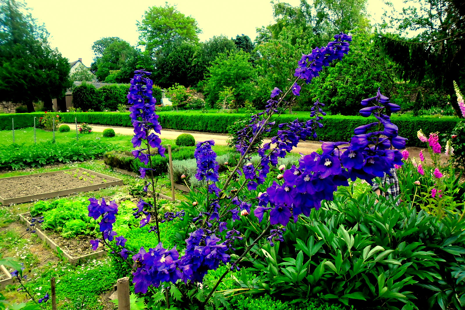 jardin du chateau d'aubigné sur layon