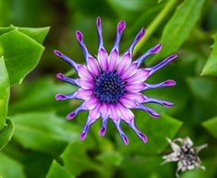 Jardin en Bretagne 1