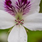 Jardin en Bretagne 2