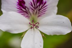 Jardin en Bretagne 2