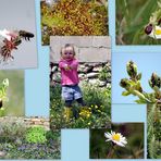 Jardin en fleurs