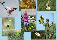 Jardin en fleurs