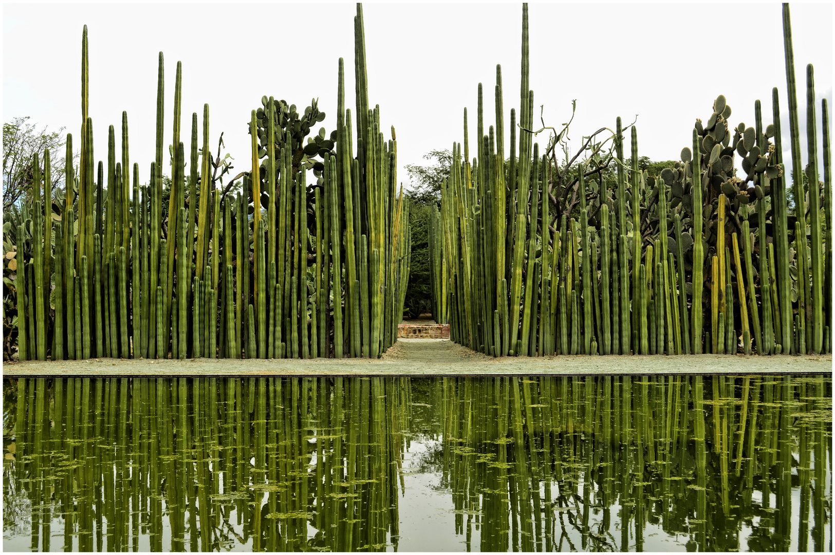 Jardin Etnobotanico