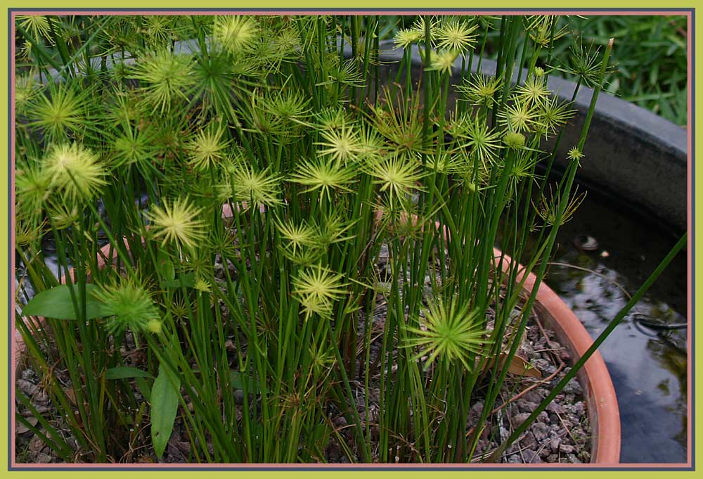 Jardin exotique à Ponteilla 5