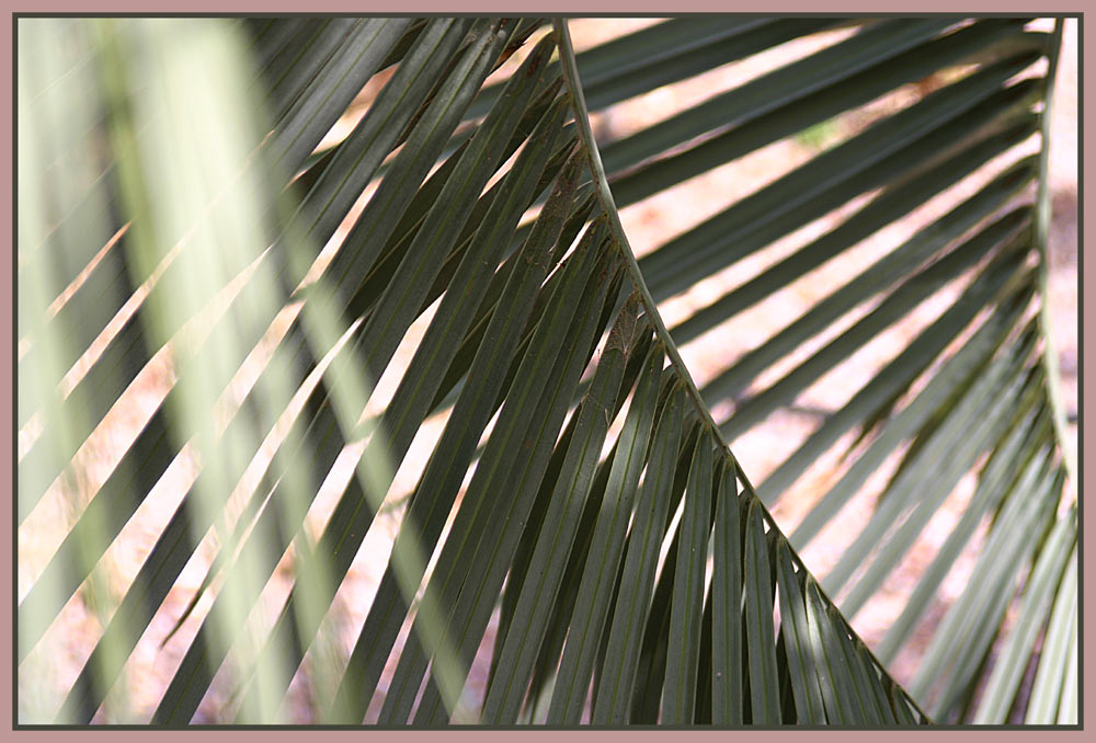 Jardin exotique à Ponteilla 6