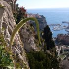 Jardin Exotique in Monaco