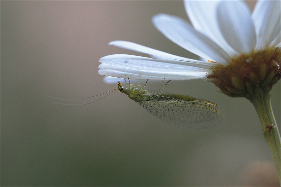 Jardin gourmand