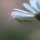 Jardin gourmand