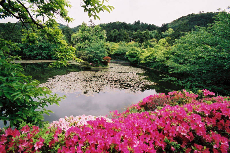 Jardin Japonais