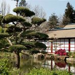 Jardin Japonais (2)