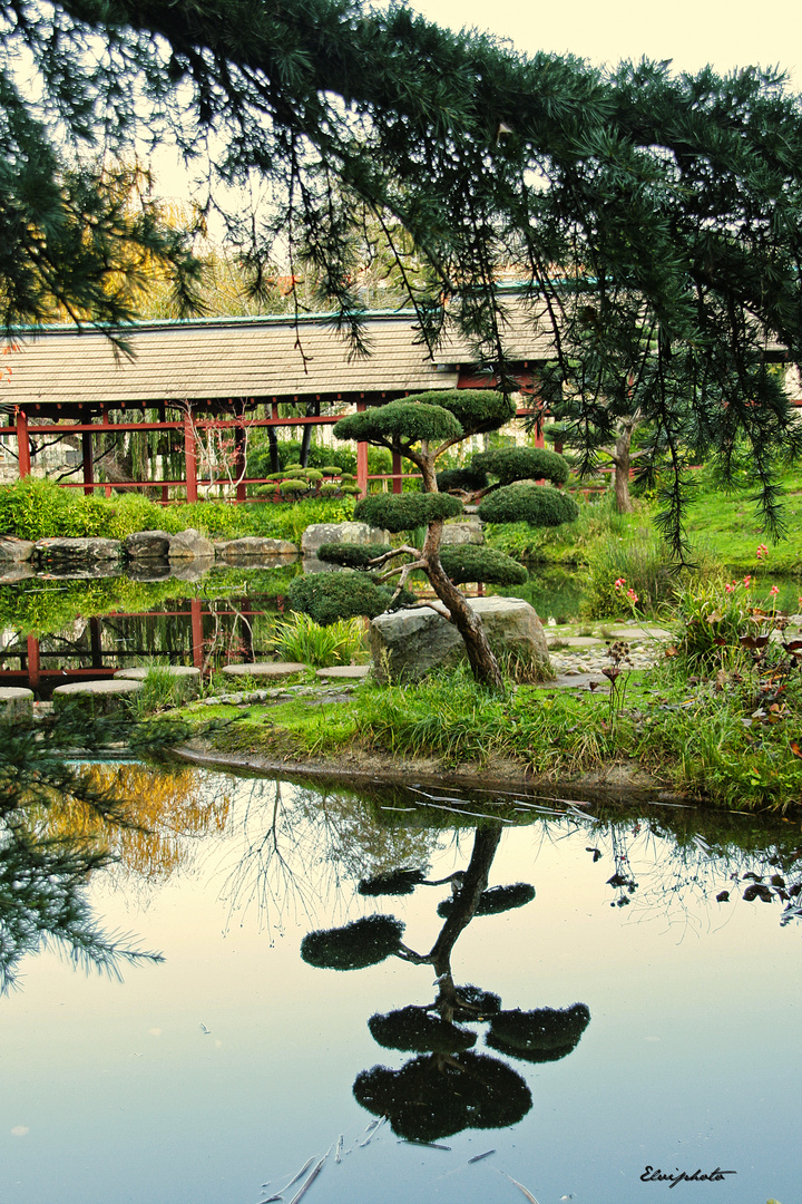 Jardin Japonais 