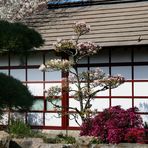 Jardin Japonais