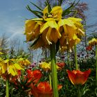 Jardin Keukenhof