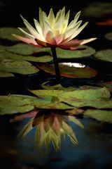 jardin latour-marliac le temple sur lot