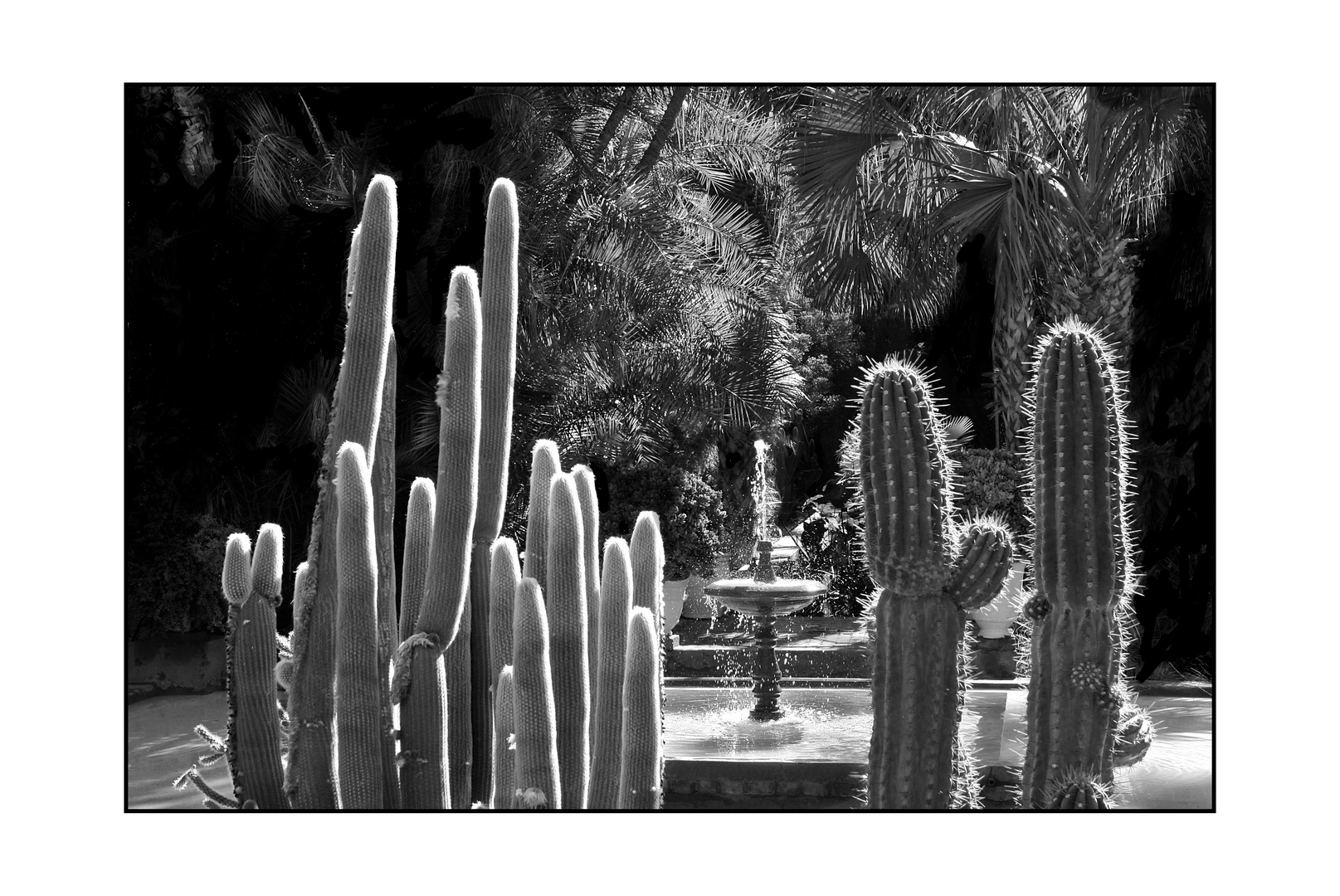  Jardin Majorelle