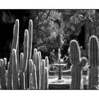  Jardin Majorelle