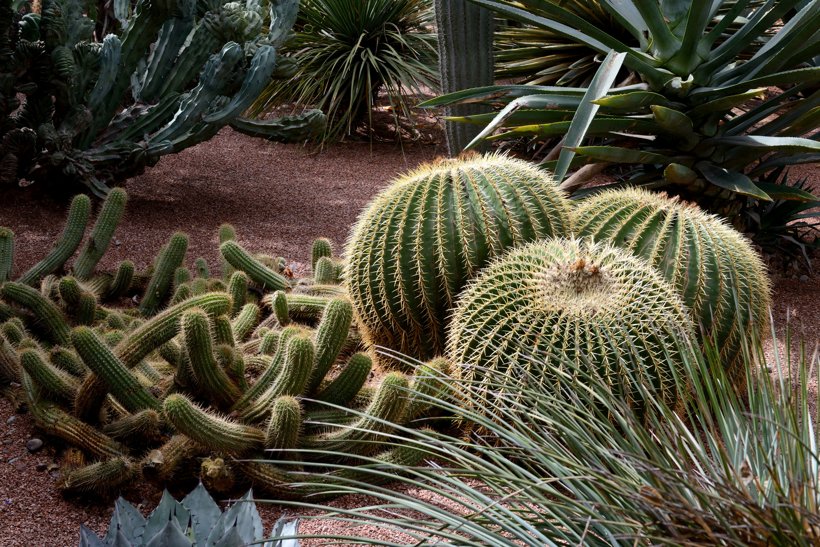 Jardin Majorelle 11