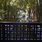 JARDIN MAJORELLE