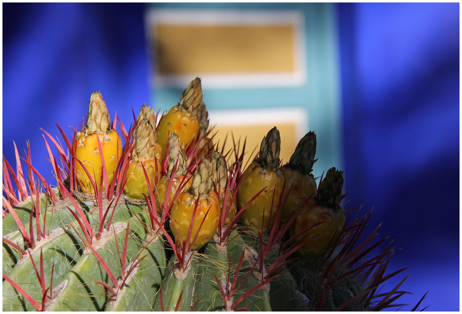 Jardin Majorelle 3