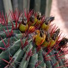 Jardin Majorelle 6