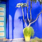 Jardin Majorelle 6