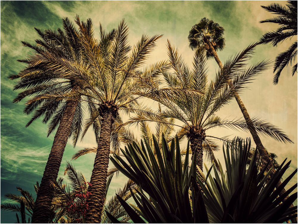 Jardin Majorelle