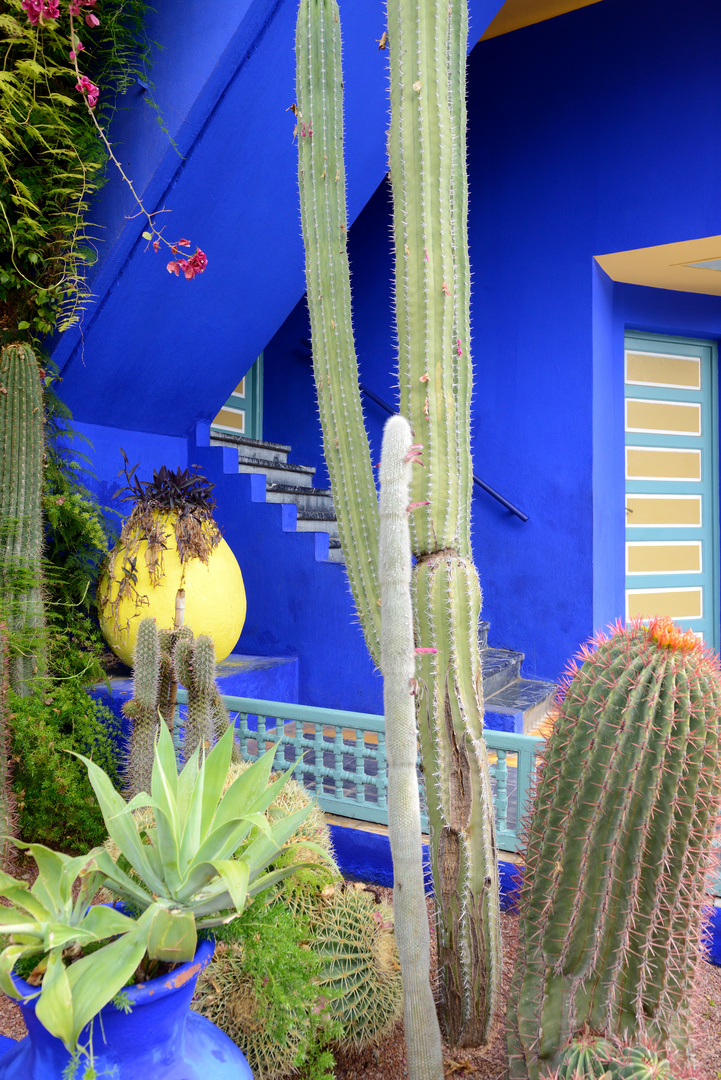 Jardin Majorelle 8