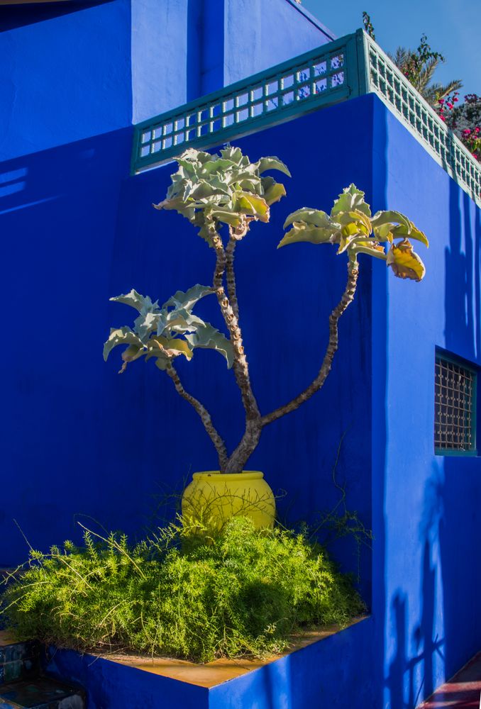 Jardin Majorelle "Die Farbe Blau"