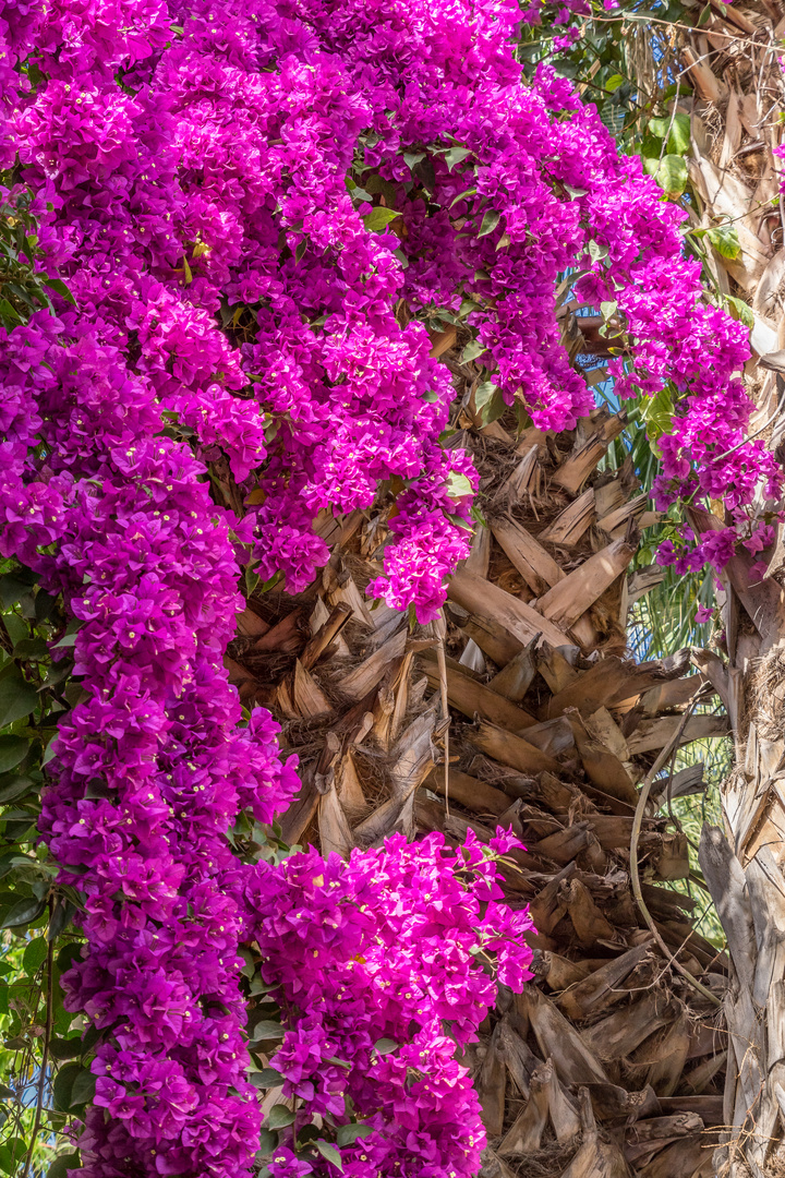 Jardin Majorelle III - Marrakesch/Marokko