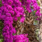 Jardin Majorelle III - Marrakesch/Marokko