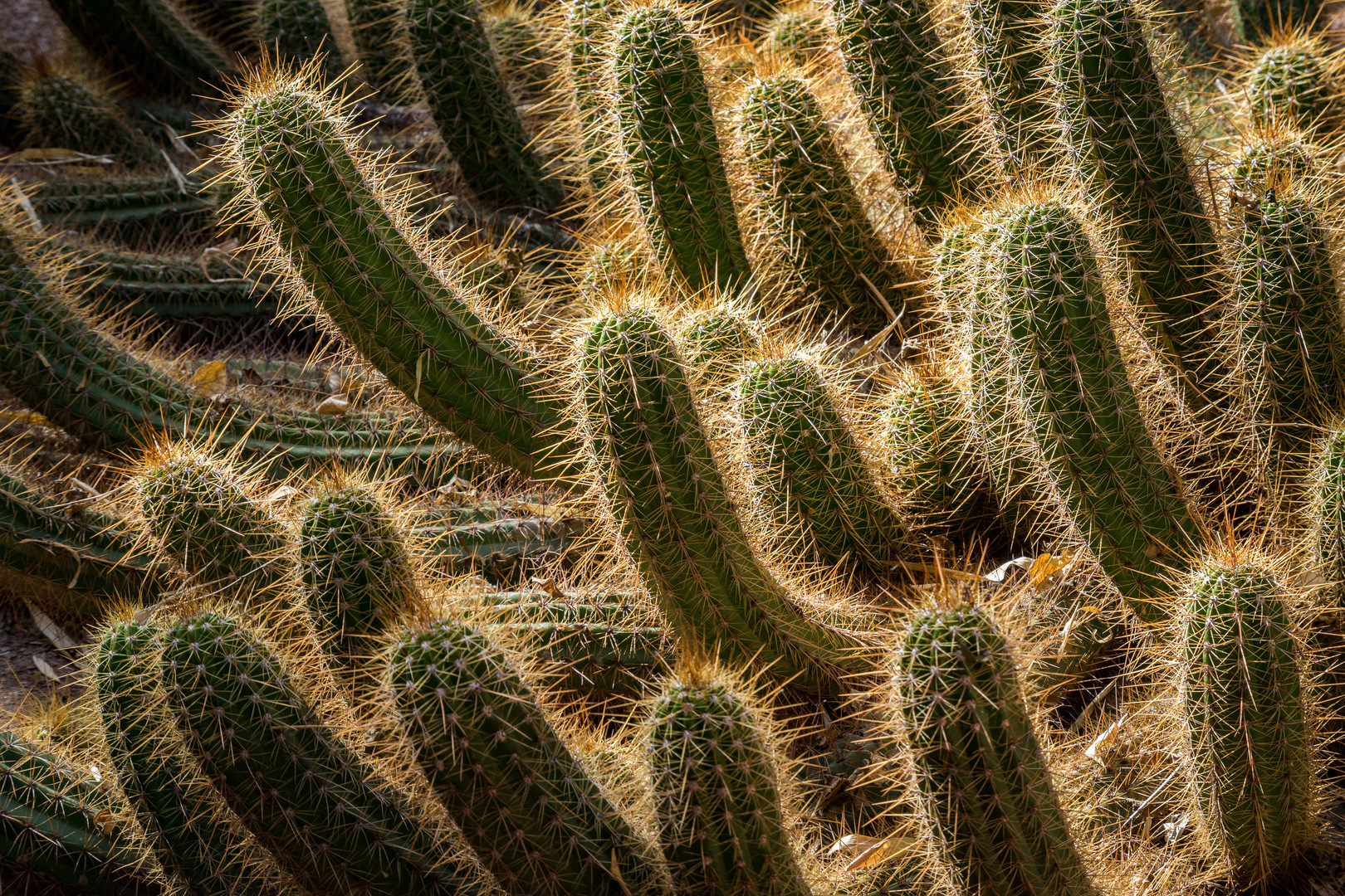 Jardin Majorelle IV - Marrakesch/Marokko