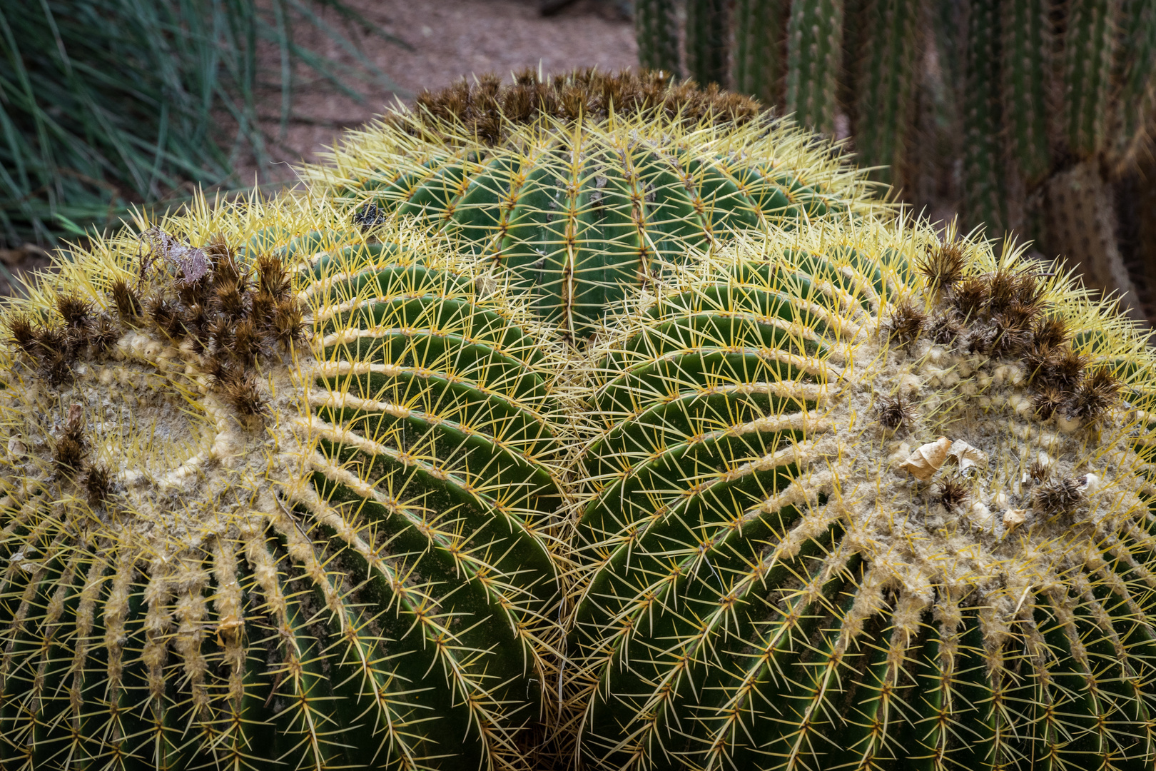 Jardin Majorelle IX - Marrakesch/Marokko