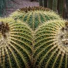 Jardin Majorelle IX - Marrakesch/Marokko