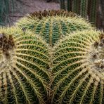 Jardin Majorelle IX - Marrakesch/Marokko