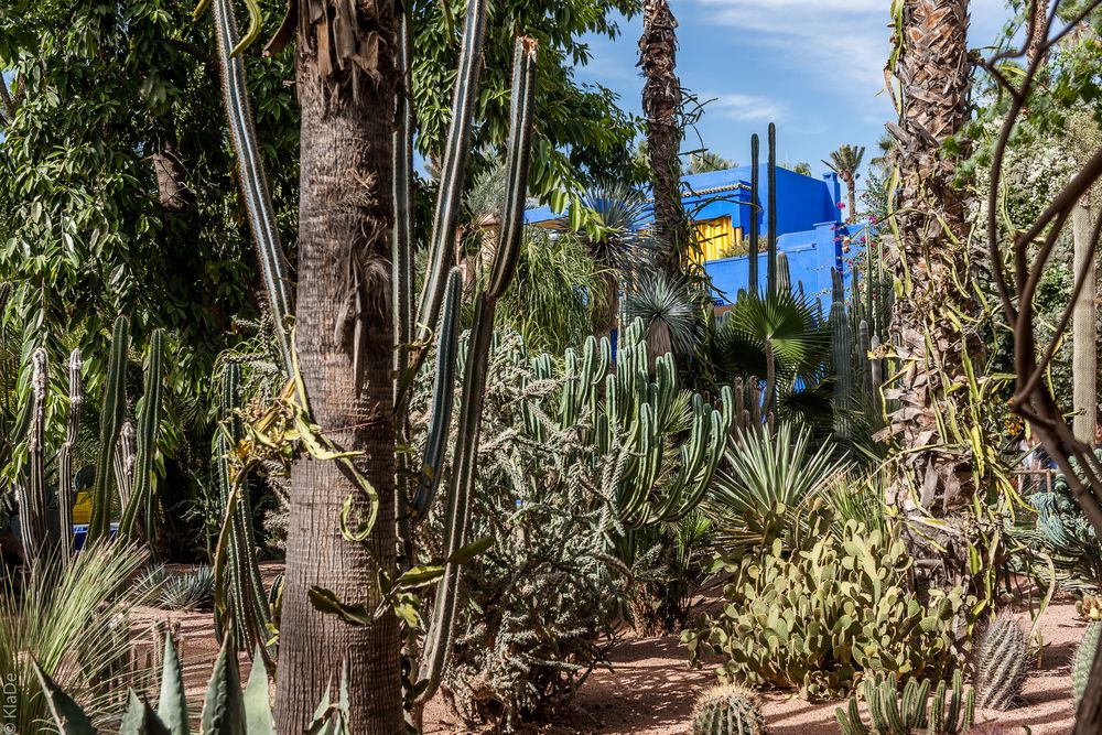 Jardin Majorelle - Kakteengarten