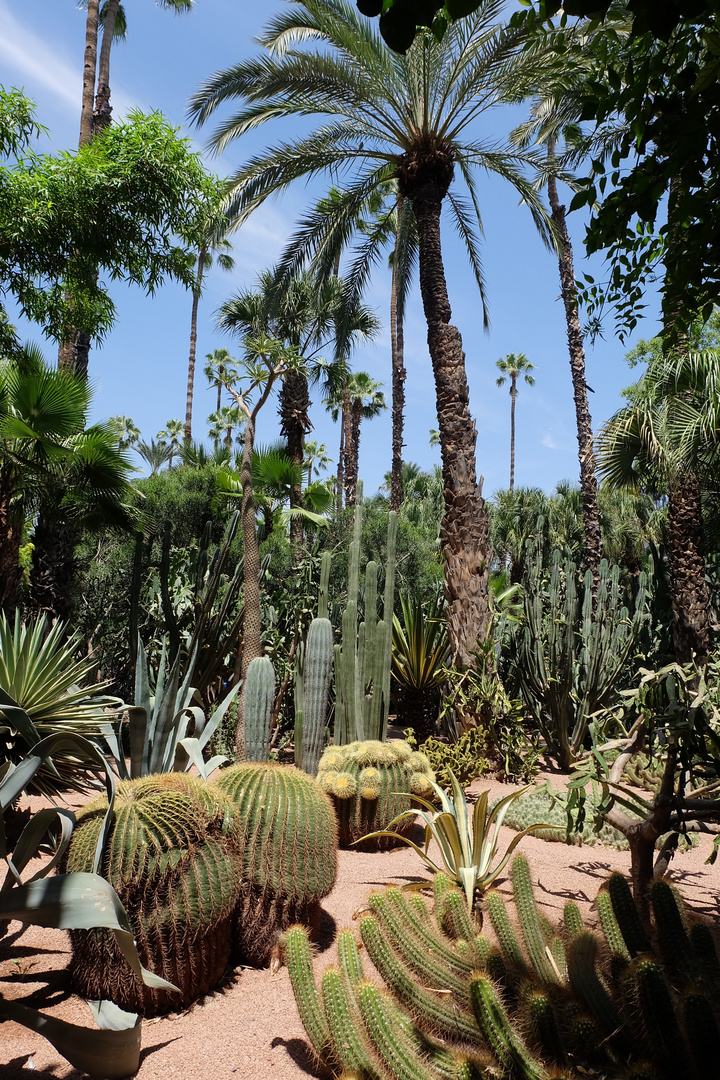 Jardin Majorelle, Marrakech