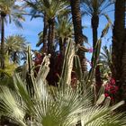 Jardin Majorelle - Marrakech